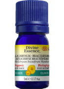 Divine Essence Helichrysum Oil (Bracteiferum, Organic) - 5ml