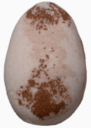 La Luna Radiate Pebble Bath Fizzy (Avocado Oil & Coconut) - 1 Unit