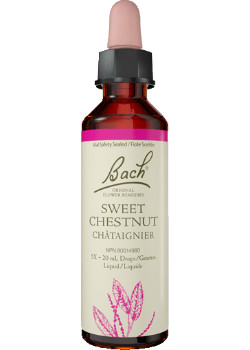 Sweet Chestnut - 20ml