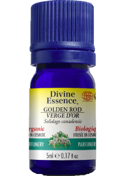 Golden Rod Oil (Organic) - 5ml