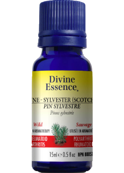 Pine Oil (Sylvester Scotch, Wild) - 15ml