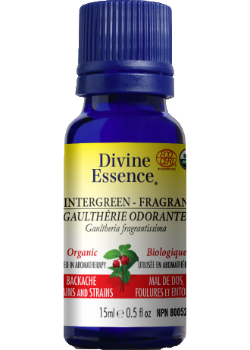 Wintergreen Oil (Fragrant, Organic) - 15ml