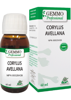 Corylus Avellana (Gemmo) - 60ml