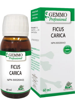 Ficus Carica (Gemmo) - 60ml