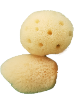 Sea Sponge (Palm Size) - 2 Pack