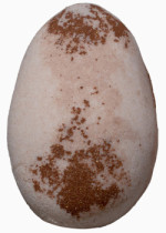 Radiate Pebble Bath Fizzy (Avocado Oil & Coconut) - 1 Unit
