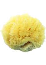 Sea Sponge (Small) - 1 Sponge