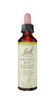 Chestnut Bud - 20ml