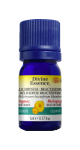Helichrysum Oil (Bracteiferum, Organic) - 5ml