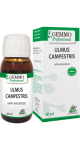 Ulmus Campestris (Gemmo) - 60ml