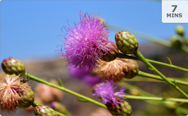 Milk Thistle Supplements: Benefits & Uses