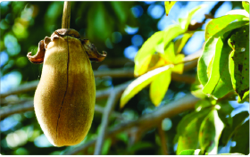 Baobab fruit article for vitamin C, antioxidants, digestion, and daily wellness